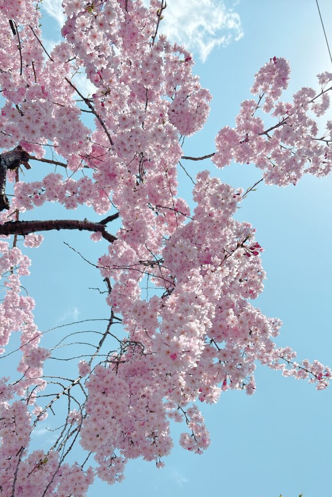 Cherry blossom